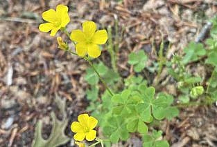 clover with a yellow flower