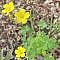 clover with a yellow flower