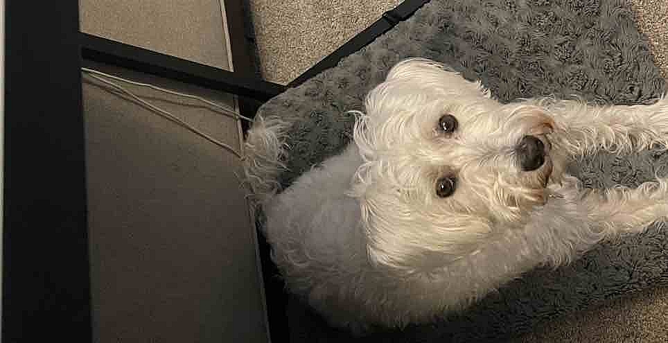 Finn is waiting for his treat as he lays on his bed under my desk.